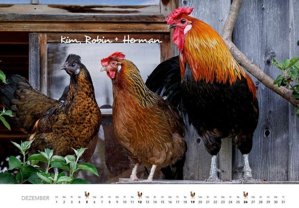 Produktbild: H&uuml;hner Kalender 2027