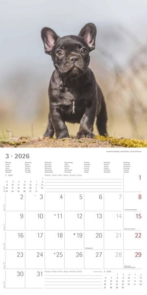 Produktbild: Welpen 2026 - Broschürenkalender 30x30 cm (30x60 geöffnet) - Kalender mit Platz für Notizen - Puppies - Hundekalender - Bildkalender - Wandkalender