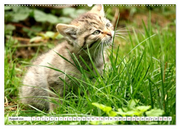 Produktbild: Wildkatzen - Die lautlosen J&auml;ger des Waldes (Wandkalender 2026 DIN A2 quer), CALVENDO Monatskalender
