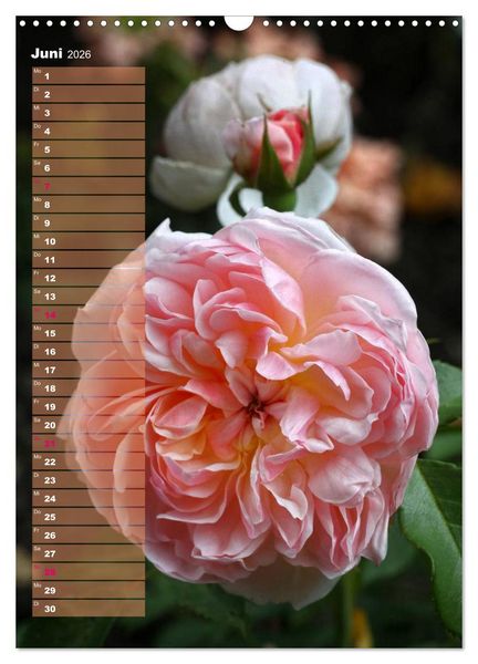 Produktbild: Rosen f&uuml;r DICH / Geburtstagskalender (Wandkalender 2026 DIN A3 hoch), CALVENDO Monatskalender