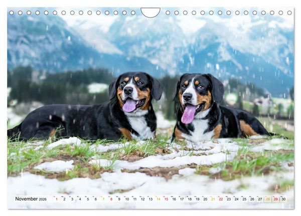 Produktbild: Entlebucher - Temperamentvolle Schweizer Sennenhunde (Wandkalender 2026 DIN A4 quer), CALVENDO Monatskalender