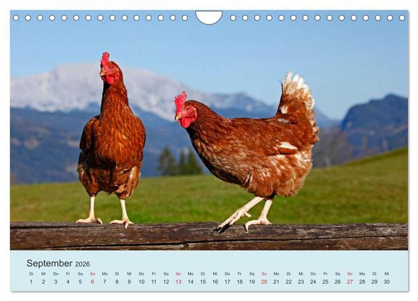 Produktbild: Wir sind die Stars am Bauernhof (Wandkalender 2026 DIN A4 quer), CALVENDO Monatskalender