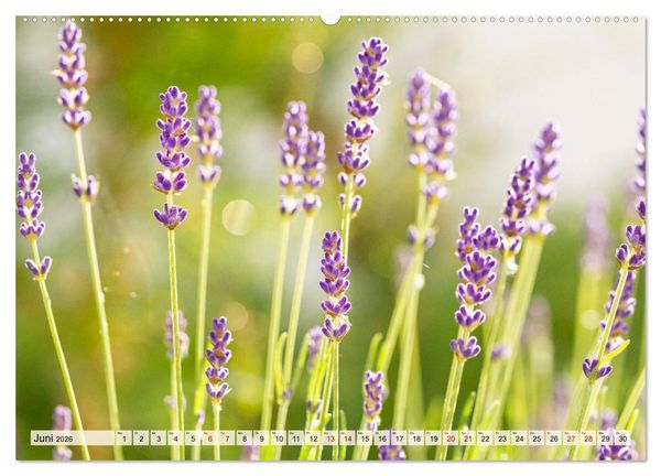 Produktbild: Mikrokosmos im Garten (Wandkalender 2026 DIN A2 quer), CALVENDO Monatskalender