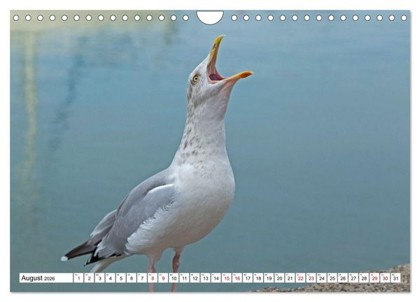 Produktbild: Faszinierende Ansichten von Cornwall (Wandkalender 2026 DIN A4 quer), CALVENDO Monatskalender