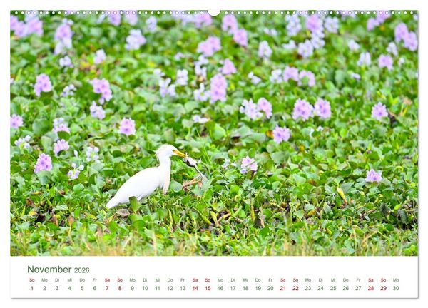 Produktbild: Tierwelten UGANDA (hochwertiger Premium Wandkalender 2026 DIN A2 quer), Kunstdruck in Hochglanz