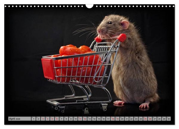 Produktbild: Rattenscharf und zuckers&uuml;&szlig; (Wandkalender 2026 DIN A3 quer), CALVENDO Monatskalender