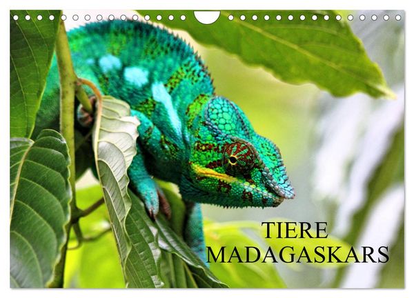 Produktbild: Tiere Madagaskars (Wandkalender 2026 DIN A4 quer), CALVENDO Monatskalender