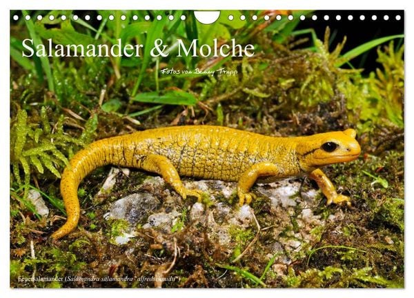 Produktbild: Salamander und Molche (Wandkalender 2026 DIN A4 quer), CALVENDO Monatskalender
