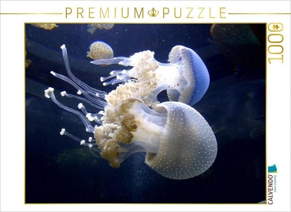 CALVENDO Puzzle Ein Motiv aus dem Kalender Quallen. Die Welt der Medusen | 1000 Teile Lege-Größe 64x48cm Foto-Puzzle für glückliche Stunden, Sonstige
