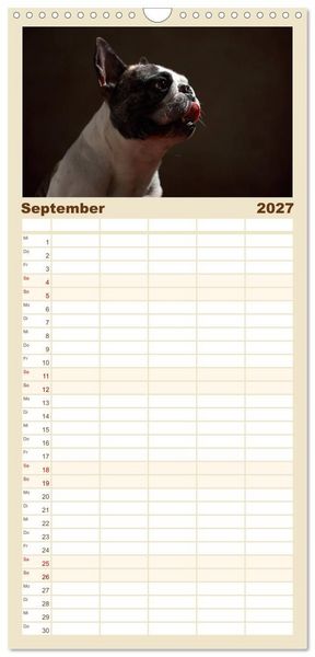 Produktbild: Familienplaner 2027 - Charme auf vier Pfoten - Franz&ouml;sische Bulldoggen Portraits mit 5 Spalten (Wandkalender, 21 x 45 cm) CALVENDO