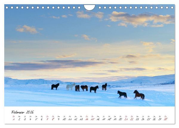 Produktbild: Islandpferde take it Isi (Wandkalender 2026 DIN A4 quer), CALVENDO Monatskalender