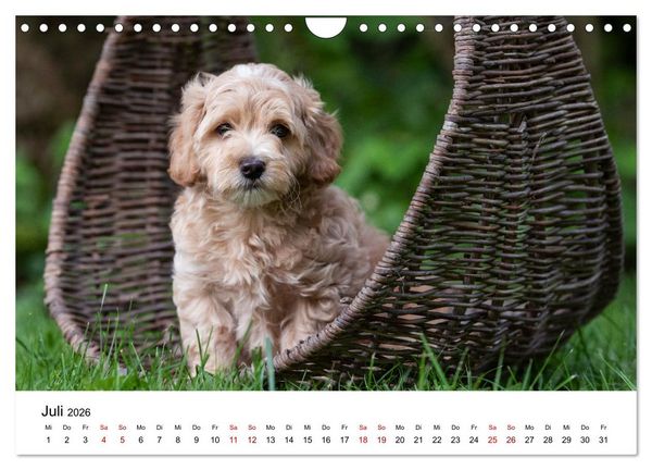 Produktbild: Maltipoo Welpen (Wandkalender 2026 DIN A4 quer), CALVENDO Monatskalender