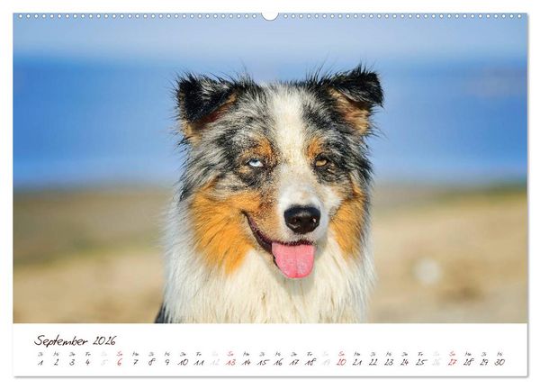 Produktbild: Wunderbare Australian Shepherds (hochwertiger Premium Wandkalender 2026 DIN A2 quer), Kunstdruck in Hochglanz