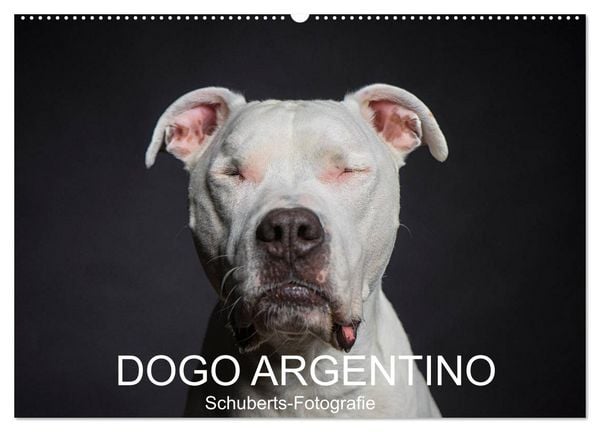 Produktbild: DOGO ARGENTINO (Wandkalender 2026 DIN A2 quer), CALVENDO Monatskalender