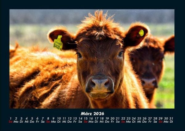 Produktbild: Kuhkalender 2026 Fotokalender DIN A4