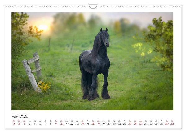 Produktbild: Friesen - stolze Giganten (Wandkalender 2026 DIN A3 quer), CALVENDO Monatskalender