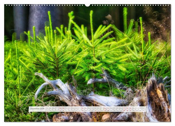 Produktbild: Traumhafte Waldstimmung am Rennsteig im Th&uuml;ringer Wald (hochwertiger Premium Wandkalender 2026 DIN A2 quer), Kunstdruck in Hochglanz