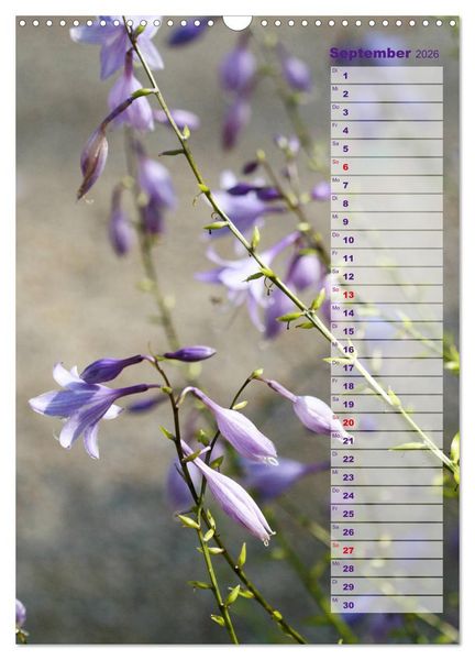 Produktbild: Hostas Herzblattlilien Funkien (Wandkalender 2026 DIN A3 hoch), CALVENDO Monatskalender