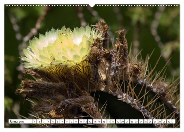Produktbild: Faszination Kakteen (Wandkalender 2026 DIN A2 quer), CALVENDO Monatskalender