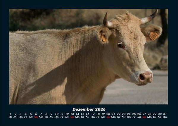 Produktbild: Kuhkalender 2026 Fotokalender DIN A4