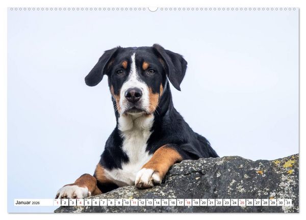 Produktbild: Gro&szlig;er Schweizer Sennenhund (Wandkalender 2026 DIN A2 quer), CALVENDO Monatskalender