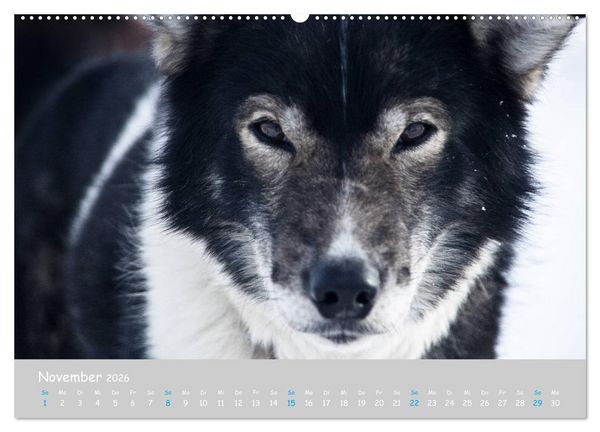 Produktbild: Alaskan Huskies (hochwertiger Premium Wandkalender 2026 DIN A2 quer), Kunstdruck in Hochglanz