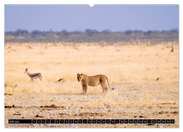 Produktbild: S&uuml;dliches Afrika - Vom Kap bis zu den Victoria F&auml;llen (Wandkalender 2026 DIN A2 quer), CALVENDO Monatskalender