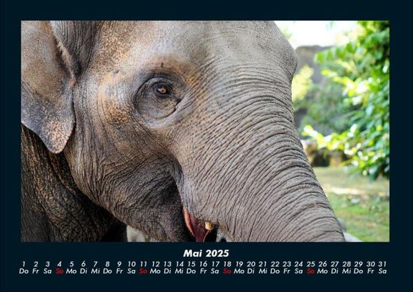 Produktbild: Welt der Tiere 2025 Fotokalender DIN A4
