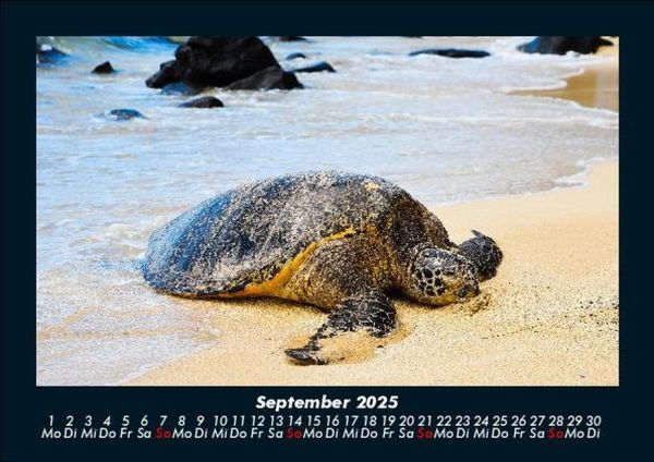 Produktbild: Schildkr&ouml;tenzauber 2025 Fotokalender DIN A5