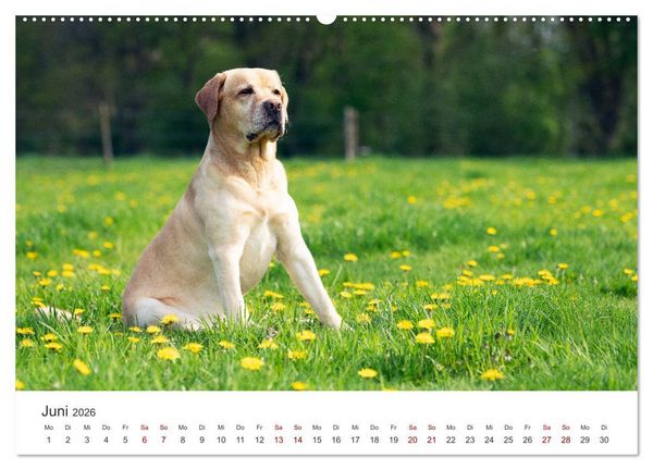 Produktbild: Labrador - Der Vierbeiner in Szene gesetzt. (Wandkalender 2026 DIN A2 quer), CALVENDO Monatskalender