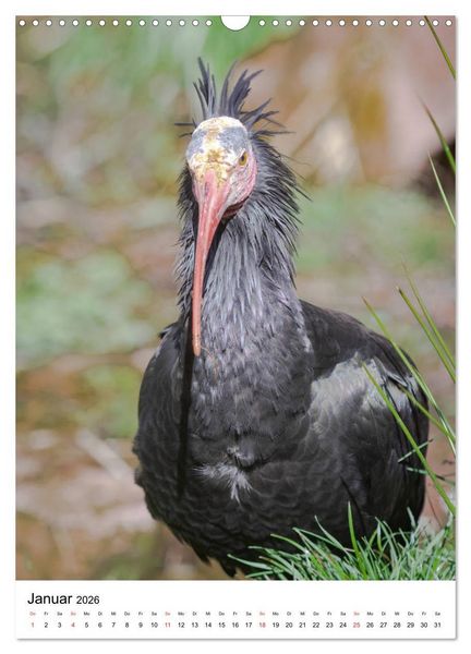 Produktbild: Der Waldrapp - Der etwas andere Vogel (Wandkalender 2026 DIN A3 hoch), CALVENDO Monatskalender