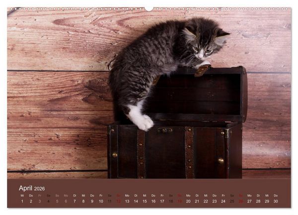 Produktbild: Verspielte Ragdolls - Sanfte Katzen in seidigem Haarkleid (Wandkalender 2026 DIN A2 quer), CALVENDO Monatskalender
