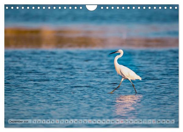 Produktbild: Camargue - Der wilde S&uuml;den Frankreichs (Wandkalender 2026 DIN A4 quer), CALVENDO Monatskalender