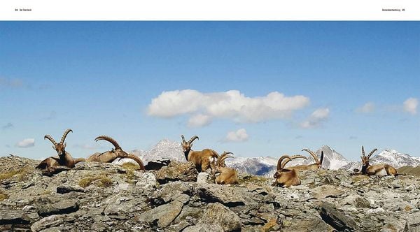 Produktbild: Der Steinbock
