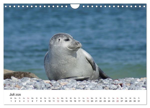 Produktbild: Das Leben der Robben (Wandkalender 2026 DIN A4 quer), CALVENDO Monatskalender