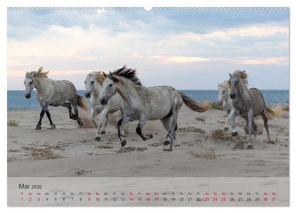 Produktbild: Die wei&szlig;en Pferde der Camargue (hochwertiger Premium Wandkalender 2026 DIN A2 quer), Kunstdruck in Hochglanz