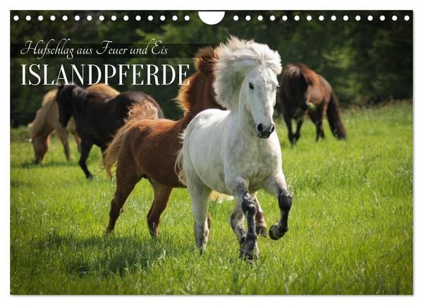 Produktbild: Islandpferde - Hufschlag aus Feuer und Eis (Wandkalender 2027 DIN A4 quer), CALVENDO Monatskalender