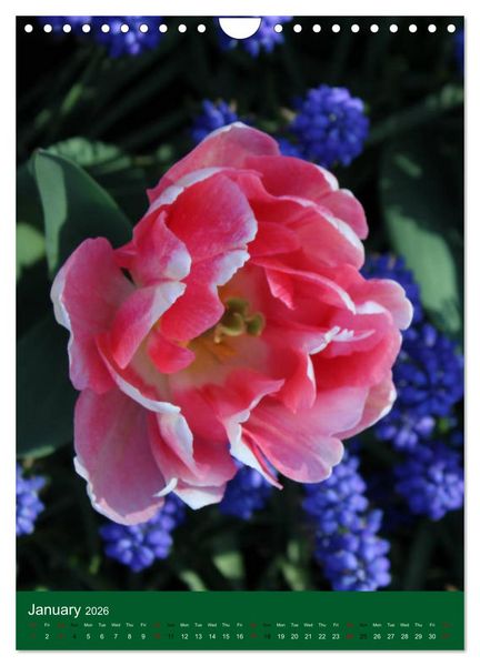 Produktbild: Dutch Tulips (Wall Calendar 2026 DIN A4 portrait), CALVENDO 12 Month Wall Calendar