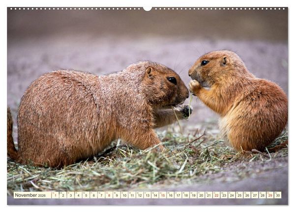 Produktbild: Pr&auml;riehunde - s&uuml;&szlig;e S&auml;uger (hochwertiger Premium Wandkalender 2026 DIN A2 quer), Kunstdruck in Hochglanz