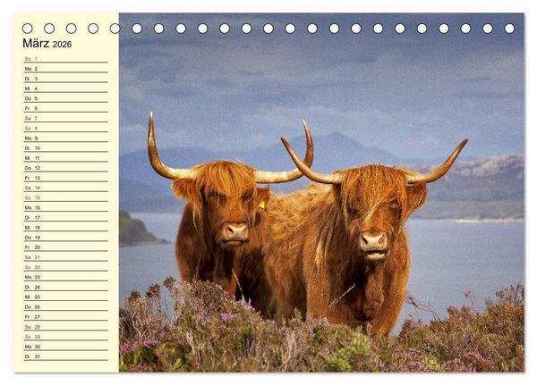 Produktbild: Schottische Hochlandrinder. Freundlich, sch&ouml;n und robust (Tischkalender 2026 DIN A5 quer), CALVENDO Monatskalender