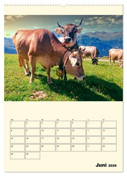 Produktbild: Gl&uuml;ckliche Bergk&uuml;he (hochwertiger Premium Wandkalender 2026 DIN A2 hoch), Kunstdruck in Hochglanz