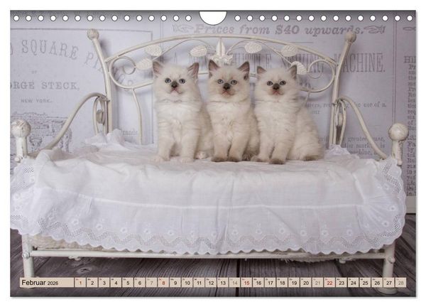 Produktbild: RAGDOLLS Impressionen aus der Kinderstube (Wandkalender 2026 DIN A4 quer), CALVENDO Monatskalender