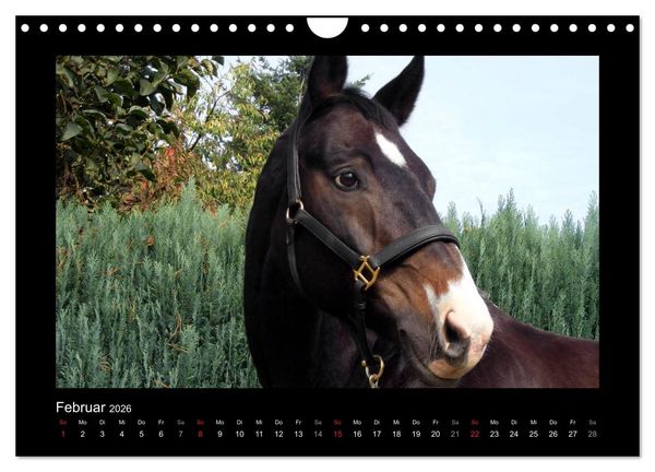 Produktbild: Zauberhafte Pferde (Wandkalender 2026 DIN A4 quer), CALVENDO Monatskalender