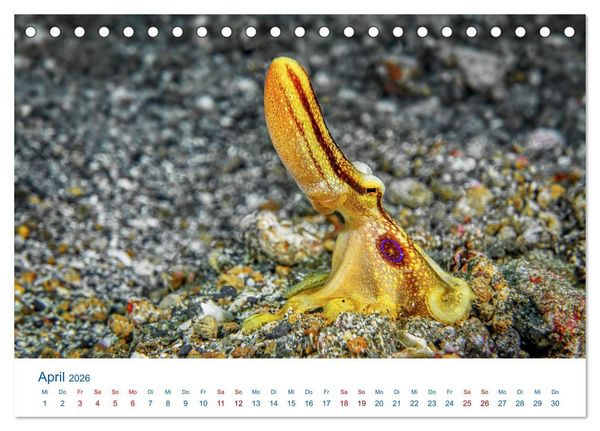 Produktbild: Die Farben im Meer (Tischkalender 2026 DIN A5 quer), CALVENDO Monatskalender