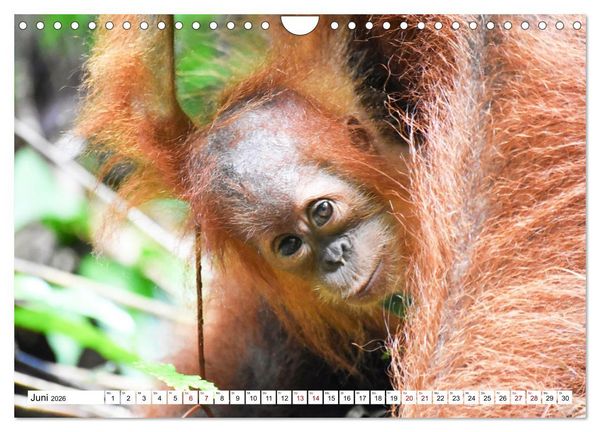 Produktbild: Die letzten freilebenden Orang Utans (Wandkalender 2026 DIN A4 quer), CALVENDO Monatskalender