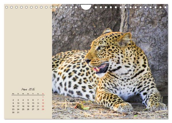 Produktbild: Leoparden. Geschmeidig, kr&auml;ftig und klug (Wandkalender 2026 DIN A4 quer), CALVENDO Monatskalender