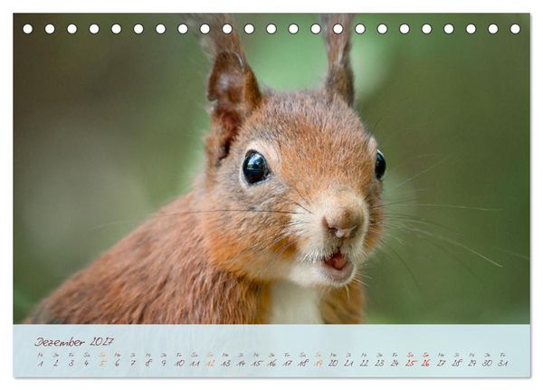 Produktbild: Sch&ouml;nheiten des Waldes (Tischkalender 2027 DIN A5 quer), CALVENDO Monatskalender