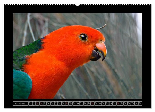 Produktbild: Australia Wildlife (Wandkalender 2026 DIN A2 quer), CALVENDO Monatskalender