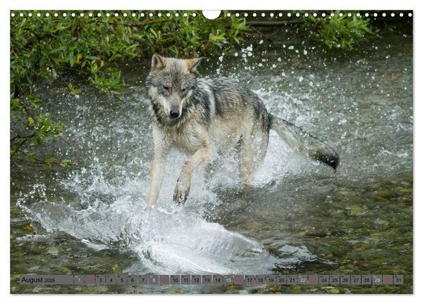 Produktbild: Wildtiere Nordamerikas (Wandkalender 2026 DIN A3 quer), CALVENDO Monatskalender