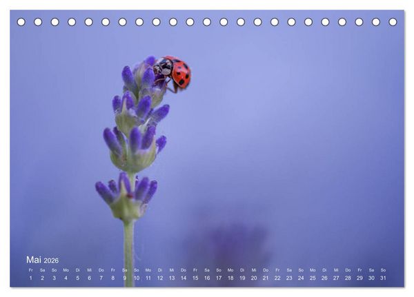 Produktbild: Eine Safari im Garten (Tischkalender 2026 DIN A5 quer), CALVENDO Monatskalender